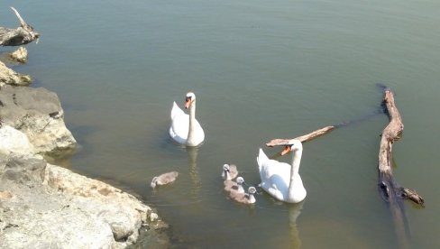 PONOSNI RODITELJI: Labudica i labud izveli potomstvo u šetnju PONOSNI RODITELJI: Labudica i labud izveli potomstvo u šetnju