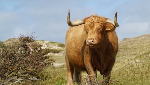 ŽENU USMRTIO BIK: Užas u komšiluku ŽENU USMRTIO BIK: Užas u komšiluku