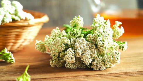 HAJDUČKA TRAVA JAČA TELO I ČUVA ZDRAVLJE: Melem za celo telo, a ulje možete da napravite i sami (RECEPT) HAJDUČKA TRAVA JAČA TELO I ČUVA ZDRAVLJE: Melem za celo telo, a ulje možete da napravite i sami (RECEPT)