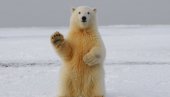 KINA IMA PANDU, A RUSIJA... Ova životinja bi mogla postati simbol Putinove diplomatije KINA IMA PANDU, A RUSIJA... Ova životinja bi mogla postati simbol Putinove diplomatije
