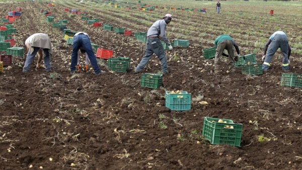 УМИРУ НЕВИДЉИВИ ПОД ВРЕЛИНОМ СУНЦА: Грозан положај илегалних радника у Италији, жене трпе и сексуално искоришћавање (ФОТО) УМИРУ НЕВИДЉИВИ ПОД ВРЕЛИНОМ СУНЦА: Грозан положај илегалних радника у Италији, жене трпе и сексуално искоришћавање (ФОТО)