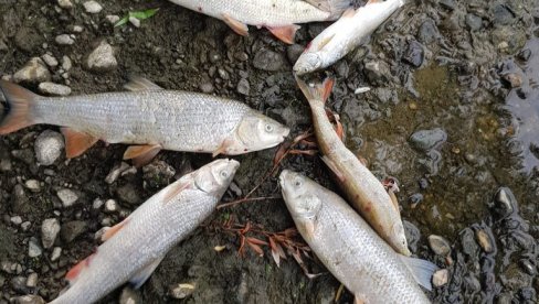 POMOR BELE RIBE U DIVCIMA: Utvrđuje se uzrok uginuća velike količine skobalja i klena kod Valjeva POMOR BELE RIBE U DIVCIMA: Utvrđuje se uzrok uginuća velike količine skobalja i klena kod Valjeva
