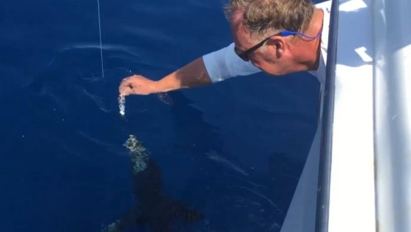 НЕВЕРОВАТАН СНИМАК ИЗ КОМШИЛУКА: Морски пас једе рибару из руке, ово морате видети (ВИДЕО) НЕВЕРОВАТАН СНИМАК ИЗ КОМШИЛУКА: Морски пас једе рибару из руке, ово морате видети (ВИДЕО)