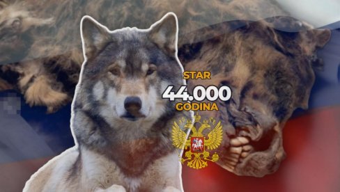 NEVEROVATNO: U Rusiji pronađen vuk star 44.000 godina - ogromni, odrasli mužjak grabljivac (FOTO) NEVEROVATNO: U Rusiji pronađen vuk star 44.000 godina - ogromni, odrasli mužjak grabljivac (FOTO)