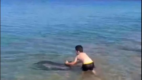 NEOČEKIVANI POSETILAC NA PLAŽI IZNENADIO MNOGE: Jedan gest razbeseno korisnike društvenih mreža (FOTO) NEOČEKIVANI POSETILAC NA PLAŽI IZNENADIO MNOGE: Jedan gest razbeseno korisnike društvenih mreža (FOTO)