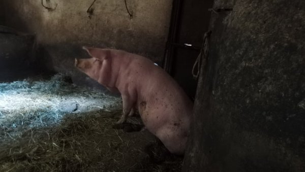 ПОКУШАО ДА ПОМОГНЕ ПРАСЕТУ, А СВИЊА ГА УГРИЗЛА ЗА ГЕНИТАЛИЈЕ: Други напад свиње у Алексиначком крају ПОКУШАО ДА ПОМОГНЕ ПРАСЕТУ, А СВИЊА ГА УГРИЗЛА ЗА ГЕНИТАЛИЈЕ: Други напад свиње у Алексиначком крају