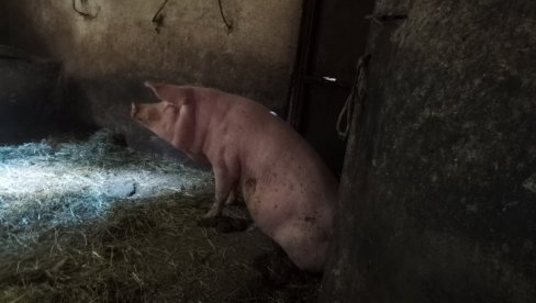 POKUŠAO DA POMOGNE PRASETU, A SVINJA GA UGRIZLA ZA GENITALIJE: Drugi napad svinje u Aleksinačkom kraju POKUŠAO DA POMOGNE PRASETU, A SVINJA GA UGRIZLA ZA GENITALIJE: Drugi napad svinje u Aleksinačkom kraju