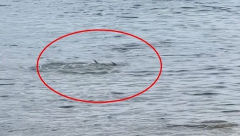 TURISTI U ČUDU POSMATRALI PRIZOR U PLIĆAKU: Pojavio se nesvakidašnji snimak iz Hrvatske (VIDEO) TURISTI U ČUDU POSMATRALI PRIZOR U PLIĆAKU: Pojavio se nesvakidašnji snimak iz Hrvatske (VIDEO)
