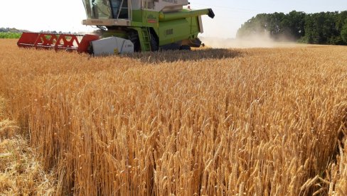 PONIŽAVAJUĆA CENA HLEBNOG ŽITA: Za ovogodišnji rod, bijeljinskim ratarima nude 0,35 KM za kilogram PONIŽAVAJUĆA CENA HLEBNOG ŽITA: Za ovogodišnji rod, bijeljinskim ratarima nude 0,35 KM za kilogram