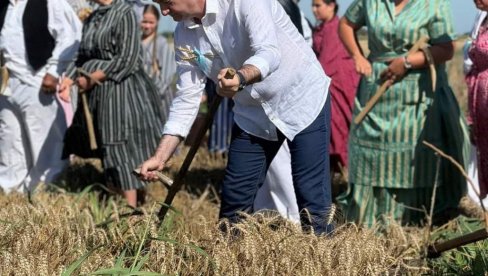 KORA HLEBA ZNOJEM NATOPLJENA: U Subotici održan tradicionalni ris, bunjevački običaj košenja žita KORA HLEBA ZNOJEM NATOPLJENA: U Subotici održan tradicionalni ris, bunjevački običaj košenja žita