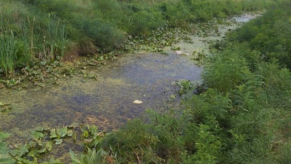 ДВОДНЕВНИ ТРЕТМАН: У среду и четвртак сузбијање комараца ДВОДНЕВНИ ТРЕТМАН: У среду и четвртак сузбијање комараца