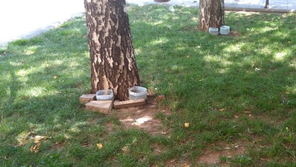 ЖЕДНИ УЛИЧНИ ПСИ: На тропским врућинама у граду фале посуде с водом ЖЕДНИ УЛИЧНИ ПСИ: На тропским врућинама у граду фале посуде с водом