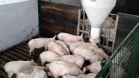 JAGNJIĆI PRODAVANI ZA BAGATELU: Cene prasadi i tovnih svinja varirale JAGNJIĆI PRODAVANI ZA BAGATELU: Cene prasadi i tovnih svinja varirale