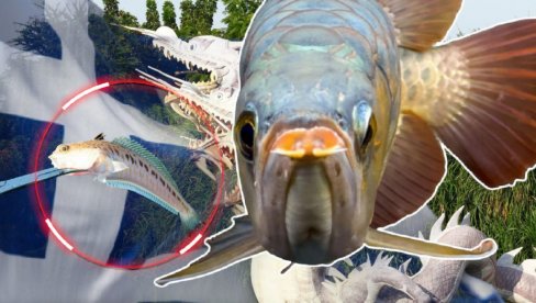 UGRIZLA DEČAKA U GRČKOJ: Šta je RIBA-ZMAJ i šta uraditi ako vas ubode? (FOTO) UGRIZLA DEČAKA U GRČKOJ: Šta je RIBA-ZMAJ i šta uraditi ako vas ubode? (FOTO)