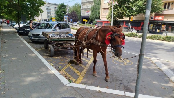 КОЊЧЕ НЕПРОПИСНО “ПАРКИРАНО“: Параћинци се питају где је газда одлутао КОЊЧЕ НЕПРОПИСНО “ПАРКИРАНО“: Параћинци се питају где је газда одлутао