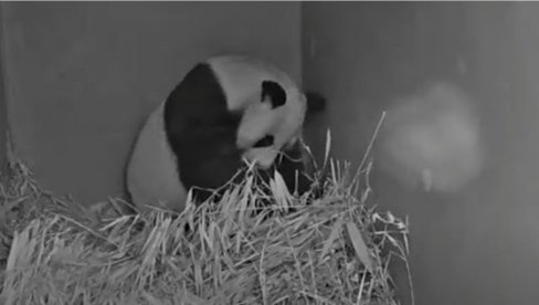 SNIMAK KOJI ĆE VAS POTPUNO RAZNEŽITI: DŽinovska panda u zoološkom vrtu u Holandiji dobila mladunče (VIDEO) SNIMAK KOJI ĆE VAS POTPUNO RAZNEŽITI: DŽinovska panda u zoološkom vrtu u Holandiji dobila mladunče (VIDEO)