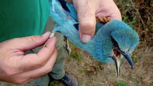 KUĆICE SPASLE PLAVU PTICU: Populacija modrovrane, zaštićene vrste, oporavila se u Bačkoj i Banatu KUĆICE SPASLE PLAVU PTICU: Populacija modrovrane, zaštićene vrste, oporavila se u Bačkoj i Banatu