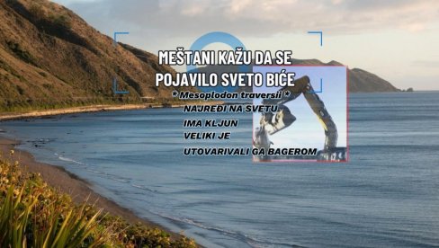 POTPUNA ENIGMA Isplivalo jedno od najređih stvorenja mora, naučnici kažu: O njima ne znamo gotovo ništa (VIDEO) POTPUNA ENIGMA Isplivalo jedno od najređih stvorenja mora, naučnici kažu: O njima ne znamo gotovo ništa (VIDEO)