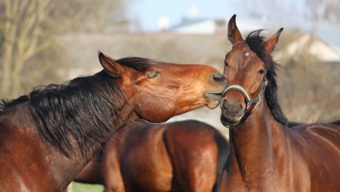 NA HIPODROMU UGINULO PET KONJA, JOŠ PETNAEST POD TERAPIJOM: Otkazana Božićna fijakerijada u Kragujevcu NA HIPODROMU UGINULO PET KONJA, JOŠ PETNAEST POD TERAPIJOM: Otkazana Božićna fijakerijada u Kragujevcu