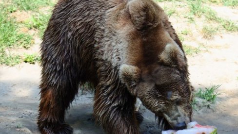 LEDENE POSLASTICE SPAS ZA ŽIVOTINJE: Stanovnici Zoo vrta na Paliću se rashlađuju na različite načine LEDENE POSLASTICE SPAS ZA ŽIVOTINJE: Stanovnici Zoo vrta na Paliću se rashlađuju na različite načine