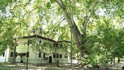 PLATANU ČVRŠćI OSLONAC: Vremešni stanovnik prestonice kod Konaka Kneza Miloša i dalje raste PLATANU ČVRŠćI OSLONAC: Vremešni stanovnik prestonice kod Konaka Kneza Miloša i dalje raste