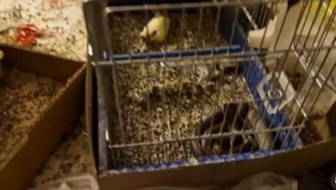 KAKVA SLIKA IZ KUĆE U SRBIJI: Zmija pojela kanarince, pa se sklupčala u kavezu - nazire se plen u njenom telu (VIDEO) KAKVA SLIKA IZ KUĆE U SRBIJI: Zmija pojela kanarince, pa se sklupčala u kavezu - nazire se plen u njenom telu (VIDEO)