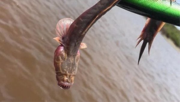 ПРОНАЂЕНО МОРСКО ЧУДОВИШТЕ У АУСТРАЛИЈИ: Фотографије поново запалиле социјалне мреже (ФОТО) ПРОНАЂЕНО МОРСКО ЧУДОВИШТЕ У АУСТРАЛИЈИ: Фотографије поново запалиле социјалне мреже (ФОТО)