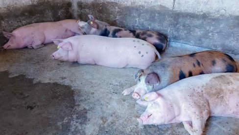 DA SE NE PONOVI AFRIČKA KUGA SVINJA: Održan sastanak u Zrenjaninu - saopšten plan DA SE NE PONOVI AFRIČKA KUGA SVINJA: Održan sastanak u Zrenjaninu - saopšten plan