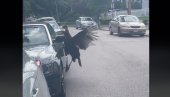 ĆURKA POBESNELA I NAPALA AUTOMOBIL: Snimak u rekordnom vremenu postao hit na mrežama, ovo morate videti (VIDEO)