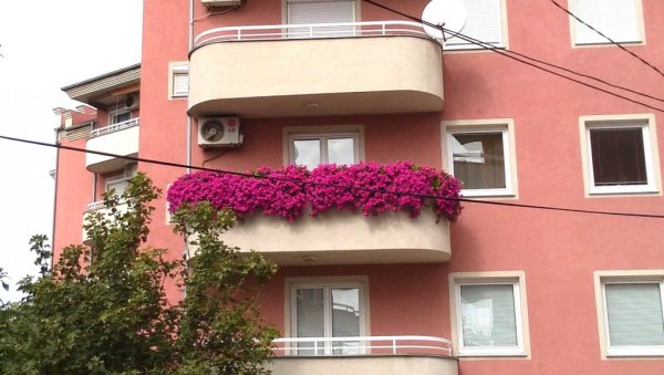 НАЈЛЕПШЕ БАШТЕ И БАЛКОНИ: Проглашење победника и додела награда 10. августа НАЈЛЕПШЕ БАШТЕ И БАЛКОНИ: Проглашење победника и додела награда 10. августа
