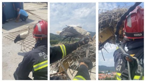 MLADUNČE RODE ISPALO IZ GNEZDA: Brzom akciom ga spasili vatrogasci (FOTO) MLADUNČE RODE ISPALO IZ GNEZDA: Brzom akciom ga spasili vatrogasci (FOTO)