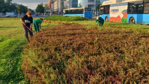 POSAĐENO 945 SADNICA UKRASNOG ŠIBLJA NA OKRETNICI KOD ŠTRANDA: Zelenilo nastavlja sa ukrašavanjem Novog Sada POSAĐENO 945 SADNICA UKRASNOG ŠIBLJA NA OKRETNICI KOD ŠTRANDA: Zelenilo nastavlja sa ukrašavanjem Novog Sada