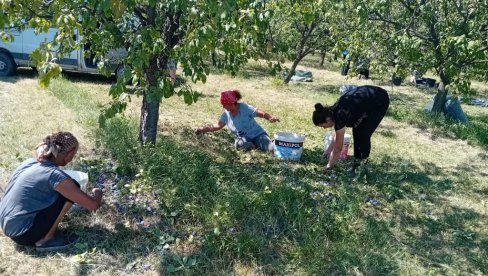 U KOLUBARSKOM OKRUGU ZAPOČELA OVOGODIŠNJA SEZONA BERBE ŠLJIVA: Rod odličan, traže se radnici U KOLUBARSKOM OKRUGU ZAPOČELA OVOGODIŠNJA SEZONA BERBE ŠLJIVA: Rod odličan, traže se radnici
