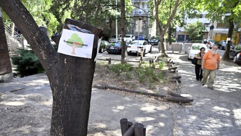 SADIŠA NEMOĆAN DA SPASE STABLA: Za popravku toplovoda u centralnoj opštini seča zelenila neizbežna SADIŠA NEMOĆAN DA SPASE STABLA: Za popravku toplovoda u centralnoj opštini seča zelenila neizbežna