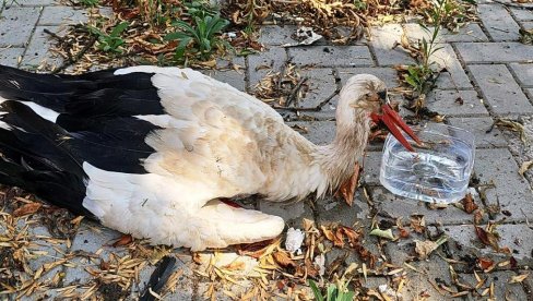 VEŠTAČKO OSVETLJENJE ZBUNJUJE PTICE: Noć u gradu postavlja smrtonosne zamke za pojedine vrste