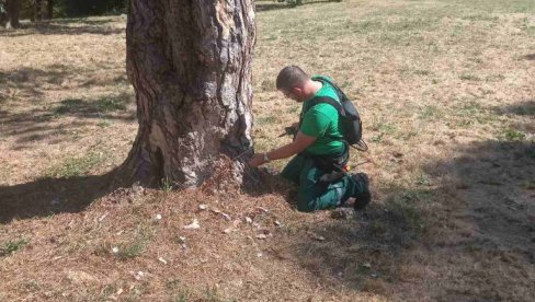 DRVEĆE U KAMENIČKOM PARKU DOBILO ZAŠTITU INJEKTOROM: Zalivanje zelenila i košenje trave obavljeno na više lokacija u Novom Sadu DRVEĆE U KAMENIČKOM PARKU DOBILO ZAŠTITU INJEKTOROM: Zalivanje zelenila i košenje trave obavljeno na više lokacija u Novom Sadu