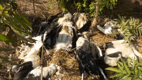 STRUJA UBILA VIŠE OD 40 BELIH RODA: Tragično na stradanje ptica u Paraćinu i Nišu STRUJA UBILA VIŠE OD 40 BELIH RODA: Tragično na stradanje ptica u Paraćinu i Nišu