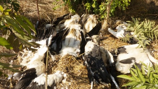 ОКОЛИНА ЈЕЗЕРА БУЉАНКА, У ОКОЛИНИ ПАРАЋИНА, ПОНОВО је МЕСТО СТРАДАЊА ЗАШТИЋЕНИХ ВРСТА ПТИЦА: Струја опет убија беле роде ОКОЛИНА ЈЕЗЕРА БУЉАНКА, У ОКОЛИНИ ПАРАЋИНА, ПОНОВО је МЕСТО СТРАДАЊА ЗАШТИЋЕНИХ ВРСТА ПТИЦА: Струја опет убија беле роде