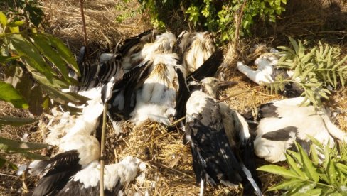 OKOLINA JEZERA BULJANKA, U OKOLINI PARAĆINA, PONOVO je MESTO STRADANJA ZAŠTIĆENIH VRSTA PTICA: Struja opet ubija bele rode OKOLINA JEZERA BULJANKA, U OKOLINI PARAĆINA, PONOVO je MESTO STRADANJA ZAŠTIĆENIH VRSTA PTICA: Struja opet ubija bele rode
