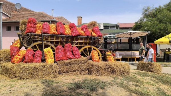БИЋЕ ДОБРЕ РОГЕ ЗА АЈВАР: Највећи плод од 382 грама наговестио добру бербу упркос великој суши БИЋЕ ДОБРЕ РОГЕ ЗА АЈВАР: Највећи плод од 382 грама наговестио добру бербу упркос великој суши