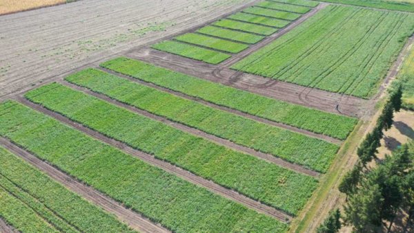 Суноко ће ове године произвести 275.000 тона шећера Суноко ће ове године произвести 275.000 тона шећера