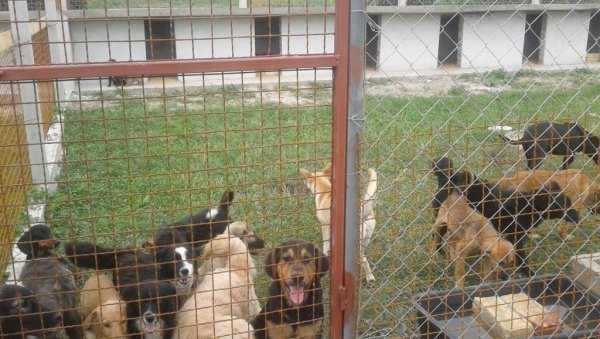 БУВЕ СА ЛУТАЛИЦА ЈЕДУ И РАДНИКЕ: Мука у прихватилишту Јавне агенције за зоохигијену и пољопривреду у Врбасу БУВЕ СА ЛУТАЛИЦА ЈЕДУ И РАДНИКЕ: Мука у прихватилишту Јавне агенције за зоохигијену и пољопривреду у Врбасу