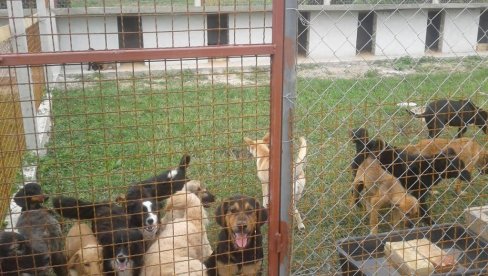 BUVE SA LUTALICA JEDU I RADNIKE: Muka u prihvatilištu Javne agencije za zoohigijenu i poljoprivredu u Vrbasu BUVE SA LUTALICA JEDU I RADNIKE: Muka u prihvatilištu Javne agencije za zoohigijenu i poljoprivredu u Vrbasu