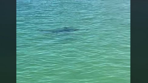 TURISTI MORALI DA IZAĐU IZ VODE: Neočekivani posetilac napravio opštu pometnju na popularnoj plaži (VIDEO) TURISTI MORALI DA IZAĐU IZ VODE: Neočekivani posetilac napravio opštu pometnju na popularnoj plaži (VIDEO)