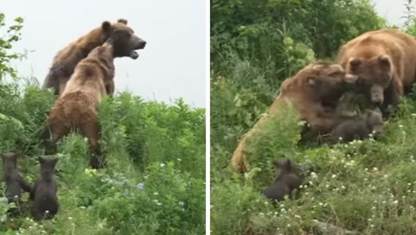 И ВЛАДА СРБИЈЕ ЧУВА МРКОГ МЕДВЕДА: Усвојен план управљања овом врстом од 2025. до 2033. године И ВЛАДА СРБИЈЕ ЧУВА МРКОГ МЕДВЕДА: Усвојен план управљања овом врстом од 2025. до 2033. године