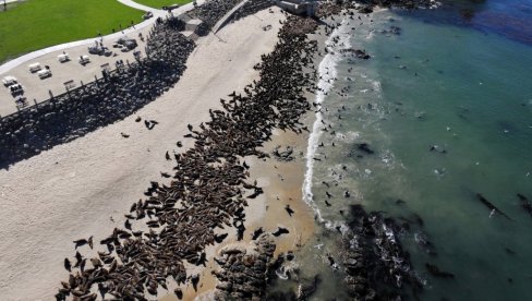 INVAZIJA: Preko noći okupirali plažu - ljudi im ne smeju ništa, čak i zakon ih brani (FOTO) INVAZIJA: Preko noći okupirali plažu - ljudi im ne smeju ništa, čak i zakon ih brani (FOTO)