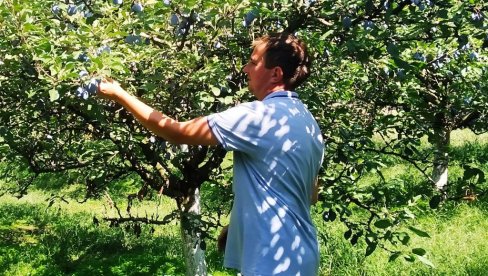 ŠLJIVA MAHOM - PRERODILA: U Pomoravlju završena berba ranih sorti, a voćarima je preostalo da sa stabala skinu samo još čuveni stenlej ŠLJIVA MAHOM - PRERODILA: U Pomoravlju završena berba ranih sorti, a voćarima je preostalo da sa stabala skinu samo još čuveni stenlej