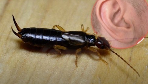 UHOLAŽE, UŠARE ILI KICE: Imaju mnoga imena - da li je istina da ove bube ulaze ljudima u uši? UHOLAŽE, UŠARE ILI KICE: Imaju mnoga imena - da li je istina da ove bube ulaze ljudima u uši?