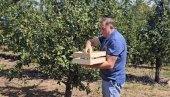 ХИТ СНИМАК: Додик бере шљиве (ВИДЕО)