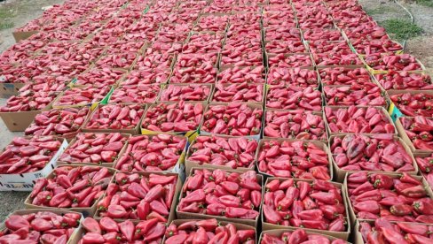 AJVAR PAPREN ZBOG NAKUPACA: Navala na popularnu rogu u Ruskom Krsturu, koja je uprkos suši dala prvoklasne plodove AJVAR PAPREN ZBOG NAKUPACA: Navala na popularnu rogu u Ruskom Krsturu, koja je uprkos suši dala prvoklasne plodove